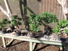 A bench with several bonsai trees