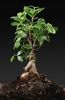 Bonsai form of the plant
