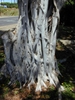 Smooth gray trunk with a net of aerial roots clinging to it.