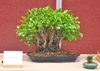 A shallow ceramic tray with a multiple-trunked bonsai