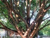 Many-branched trunk with brown, smooth bark.