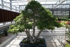 Large plant in a container in a greenhouse