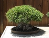 Grown as a bonsai