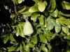 Ficus pumilafruit
