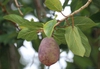 Ficus pumila ripe fruit