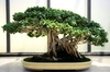 Grown as a bonsai
