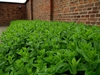 Ground cover