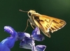 close-up of skipper on dark blue flower