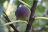 apex