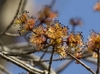Cluster of male flowers showing filaments and anthers