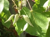 Fruit