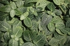Leaves with white veins