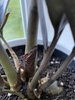 Close-up of the fleshy, erect petioles that store water.