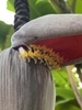 Flower closeup in October in Montijo District, Panama