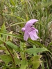 Flower in September in Craven County, North Carolina