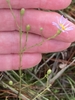 Fingers cradling buds and one open head with lavender rays.