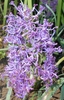 Flower spike closeup in May in Lublin, Poland