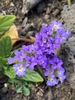 Flower closeup in September in Kalawao County, Hawaii