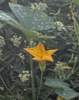 Flower and leaf in September in Culiacán, Sin., México