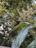 Flowers and leaves in November in Chiayi County, Taiwan