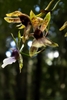 Flower maxillaire in April in Sao Paulo, Brazil