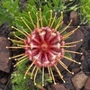 Flower top view in Octoberin West Coast County, South Africa