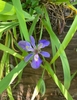 Flower in August in East Baton Rouge Parish, Louisiana