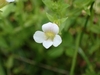 Flower in August in Macon County, North Carolina
