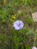 Flower in August in Buryat in Russia