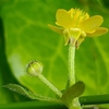 Sepals are reflexed & petals are spreading & yellow. Stems hairy