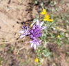 Flower buds in June in Ashland, Oregon