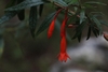 Flower and buds in June in Pedernales County, Domnic Republic