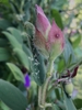 Flower Buds & Fruit - September - Wake Co., NC