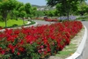 Red 'Noare' in the landscape