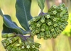 Efflorescence of bullet shaped flowers - Green calyx Yellow tip
