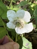 Flower in July in Tucker County, West Virginia