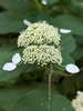 White flower bunch in June in Grundy County, Tennessee