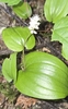 Form with flower in June in Quebec Canada