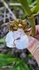 Flower in June in Esporido Santo, Brazil