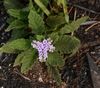 Leaves and flowers in September in Bashewa, South Africa