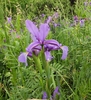 Flower in May in Bacs-Kiskun, Hungary