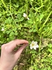 Flower in October in Onkaparinga, Australia