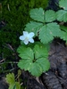 Flower in October in Whatcom County, Washington