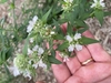 Flower - Aug. 2022 - Cabarrus Co., NC