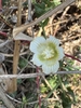 Flower in September in Gondola in Mozambique