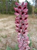 Reddish Flowers for Villosus in March in Duval County, Florida