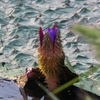 Flower bud & Leaf in April in Kamrup, Assam, India