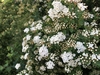 Flowers and buds in April in Brest, Belarus