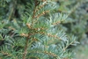 leafy branches with globose immature cones along the branches.
