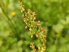 Flower buds in June in Provence-Alpes-Côte d'Azur, France